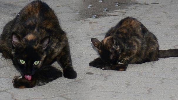 Başından ayrılamadı, üstüne kapanıp ağladı
