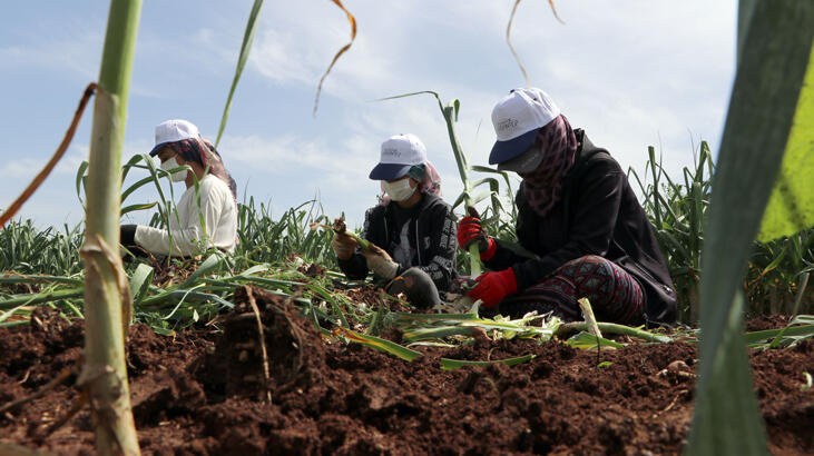 Beyaz altın Araban sarımsağında hasat heyecanı