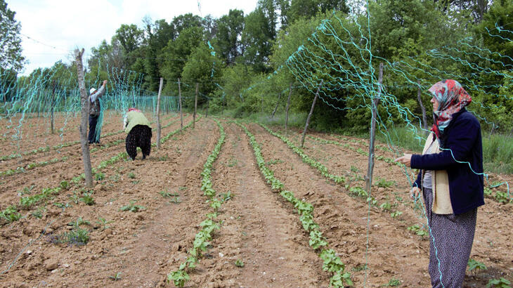Bilecik çiftçisinin tescilli boncuk fasulye mesaisi
