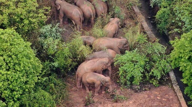 Bilim insanları, Çin'de uzun bir yürüyüşe çıkan filleri olağan dışı buluyor