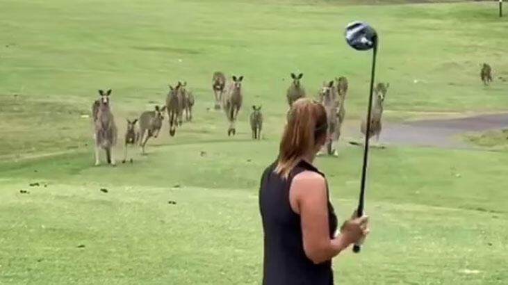 Bir anda ortaya çıktılar! Golf oynayan kadına şok