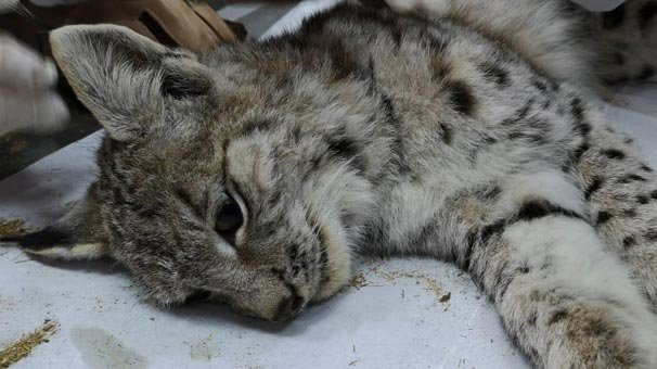 Bitkin halde bulundu! Hemen koruma altına alındı