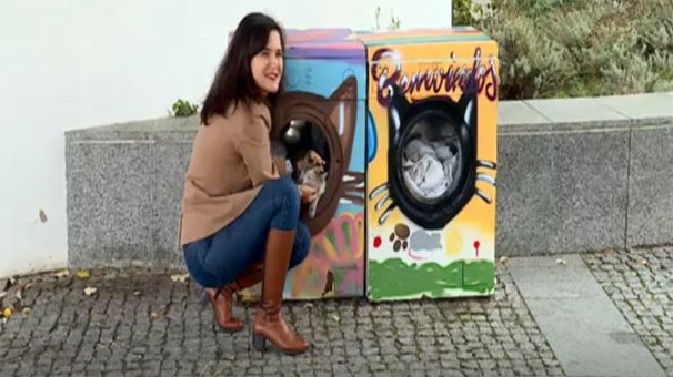 Bozuk çamaşır makineleri kedilere yuva oldu