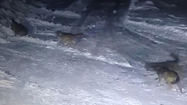 Bu görüntüleri yayınladı! Kurtlar parçaladı...