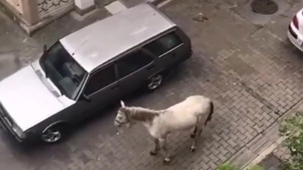 Bu görüntüyü görenler isyan etti! Atı aracın arkasına iple bağlayıp...