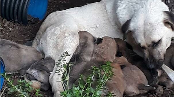 Bu kez Balıkesir! Zehirleyerek öldürdüler