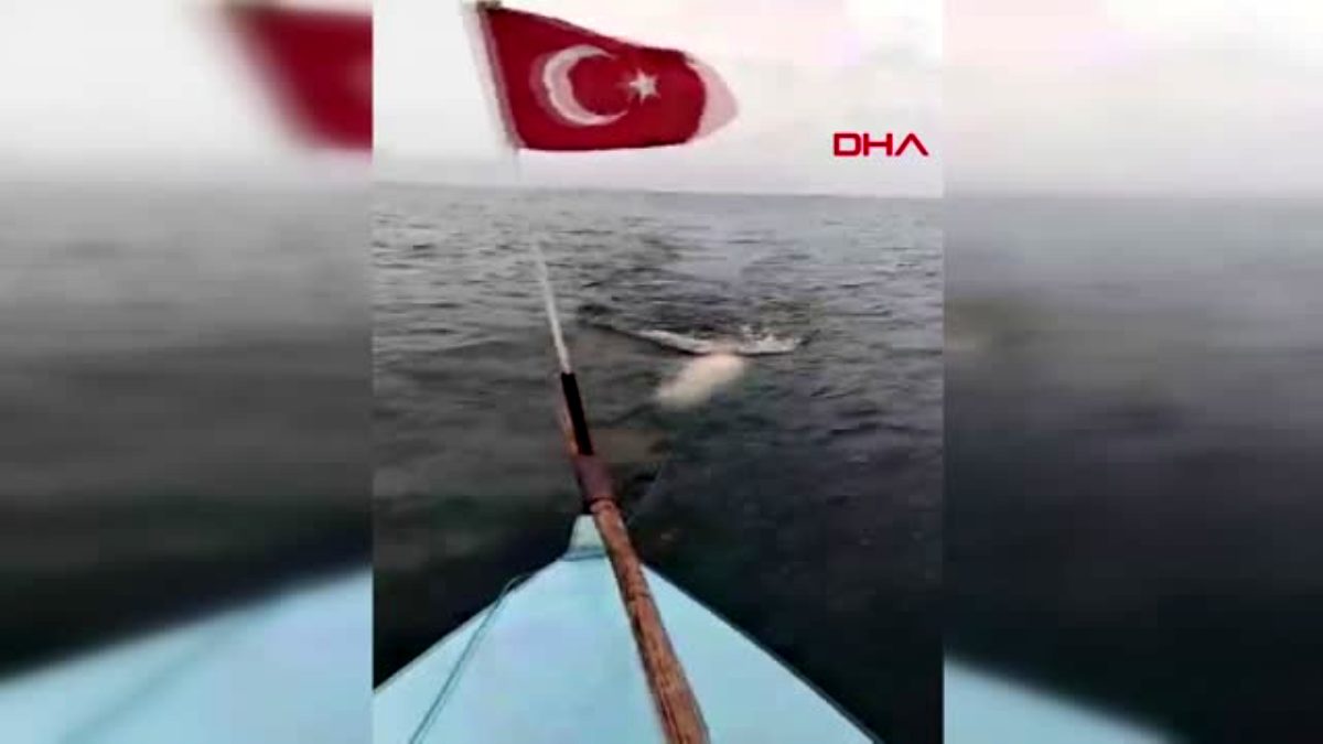 Bursa dev yayın balığını görmek için sahile akın ettiler