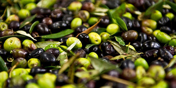 Bursa'da 10 yılın en yüksek zeytin rekoltesi beklentisi