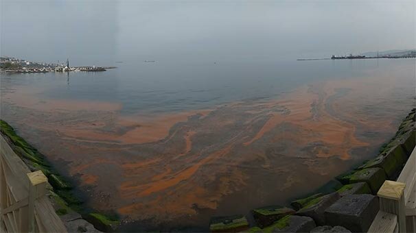 Bütün sahili sardı! Vatandaşlar panikleyince açıklama geldi