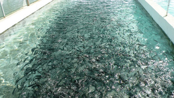 Büyütülen alabalık ithal somona rakip oldu