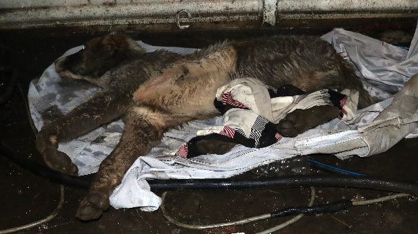 Can çekişen köpek için mahalleli seferber oldu