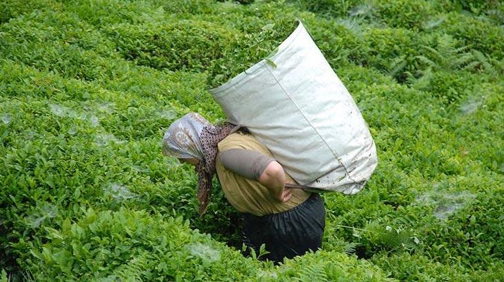 ÇAYKUR, beyaz çayın kilosunu 575 liradan alacak