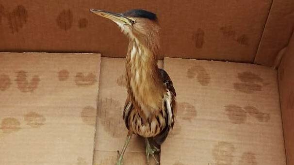 Cezaevine düştü! Jandarma ekipleri gördü ve...