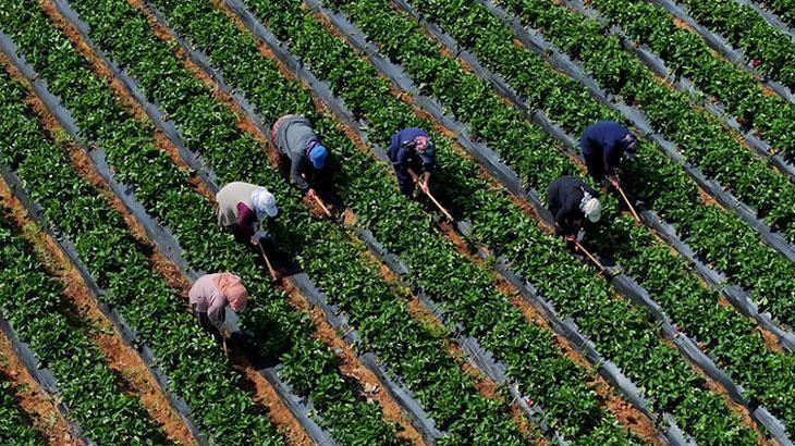 Çiftçilere 5,5 milyar lira destek ödemesi bugün yapılacak