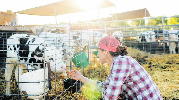 Çiğ sütün tavsiye fiyatı 2 lira