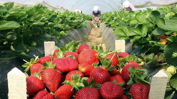 Çilek ihracatında büyük artış
