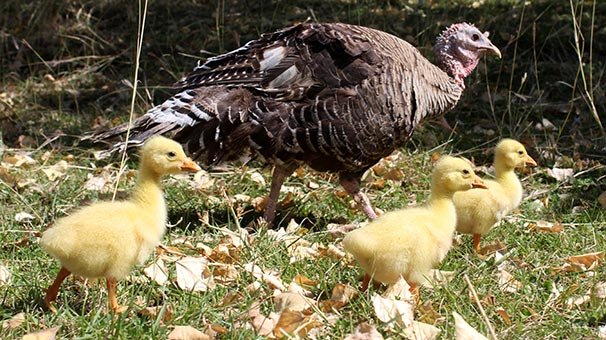 Çin ırkı kaz yavrularına hindi sahip çıktı