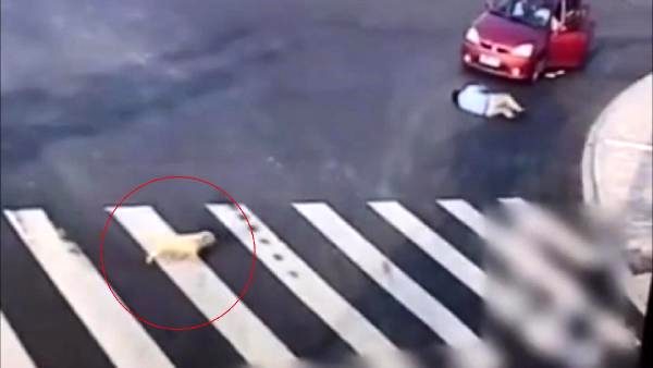 Çin'de köpekten yayalara 'trafik dersi'