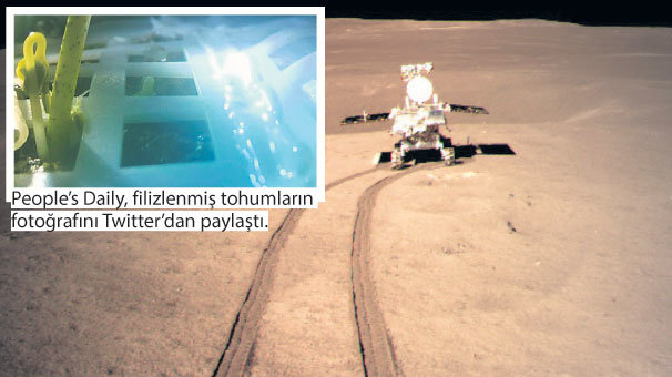 Çin'den bir ilk daha! Ay’da pamuk tohumu filiz verdi
