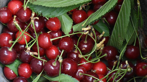 Çin'e kiraz ihracatı artık 
