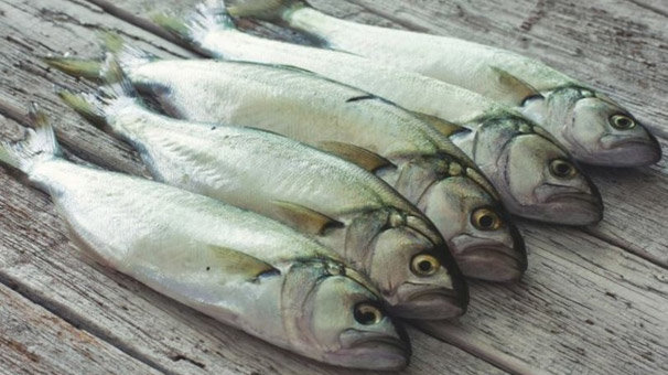 Çinekop tezgahlarda yerini almaya başladı