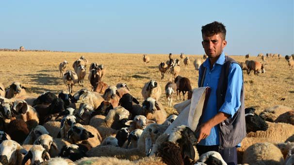 Çobanlıktan kalan zamanda ders çalışıp üniversiteli oldu