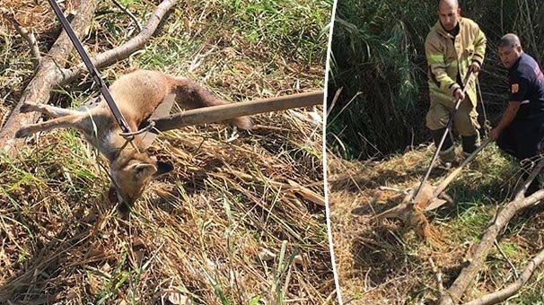 Çukurda yaralı bulunan tilki kurtarıldı