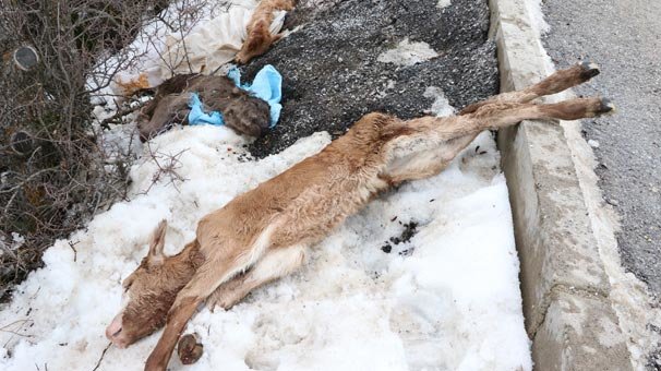 Çuval içinde bulundular! Görüntüler yürek sızlattı...
