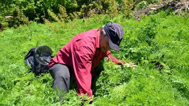 Dağlarda mendık otu topluyorlar