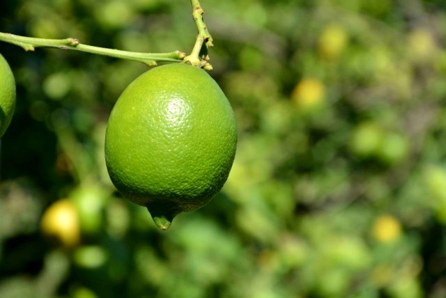 Dalaman TİGEM'de limon ihalesi