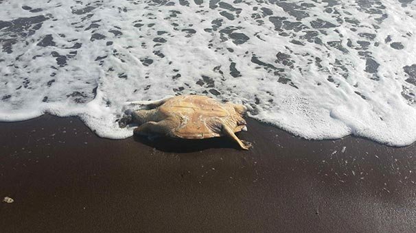 Datça sahilinde bulundu! 13 santimetre boyunda...