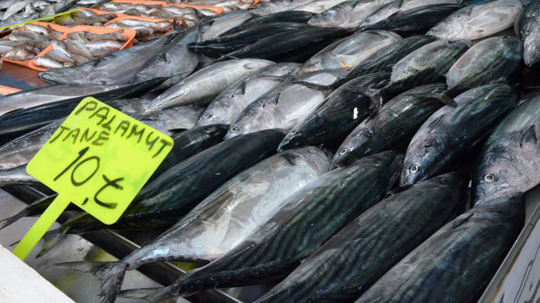 Denizden palamut fışkırıyor