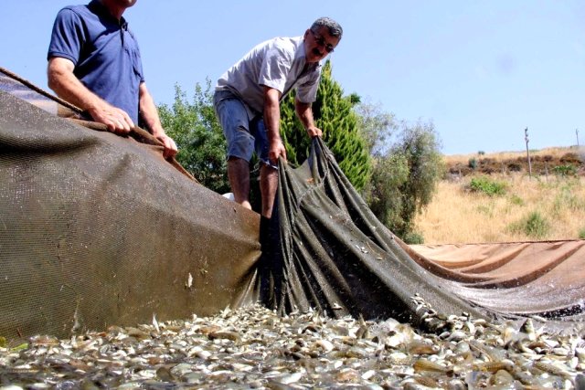 Denizi olmayan Manisa'nın yüzü balıkçılıkla gülecek