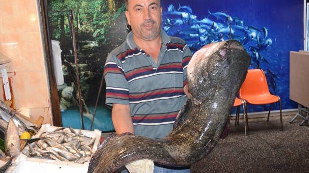 Derede yakalanan balık şaşkına çevirdi