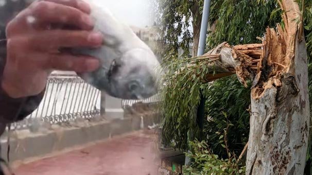 Dev dalga nedeniyle karaya vurdular! Adada yaşayanlar poşetlerle götürdü...