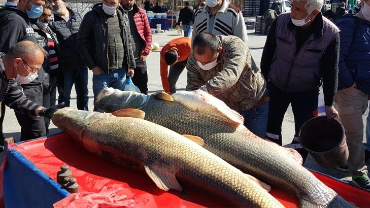 Dev turna balıklarını görmek isteyenler şaşkınlıktan sosyal mesafeyi unuttu!