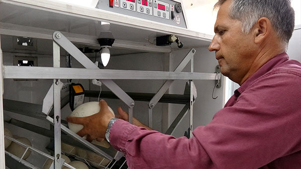 Deve kuşu yumurtasının boşu 100 liradan satılıyor