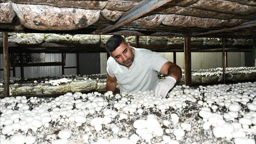 Devlet destek verdi! Batmanlı girişimci yıllık 600 ton kültür mantarı üretiyor