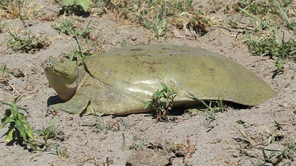 Diyarbakır'da görüldü! Hemen Dicle Nehri'ne bırakıldı