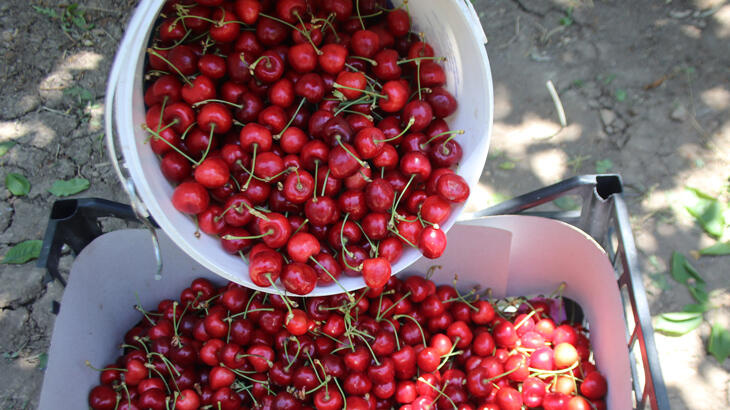 Doğu Anadolu'nun kiraz ihtiyacı Doğu'nun Çukurovasından karşılanıyor