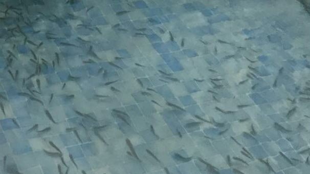 'Doktor balıklar' o ilimizde