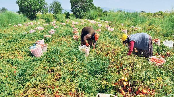 Domates hedefi  1 milyar $