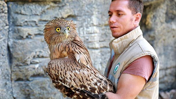 Dünyada 50'den az bulunan balık baykuşu tedavisinin ardından doğaya salındı