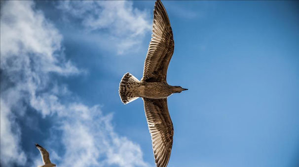 Dünyanın en büyüğü! 3 metre boyunda, 800 kilogram ağırlığında...