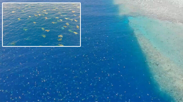 Dünyanın en büyük yeşil kaplumbağa yuvaları ilk kez drone ile görüntülendi