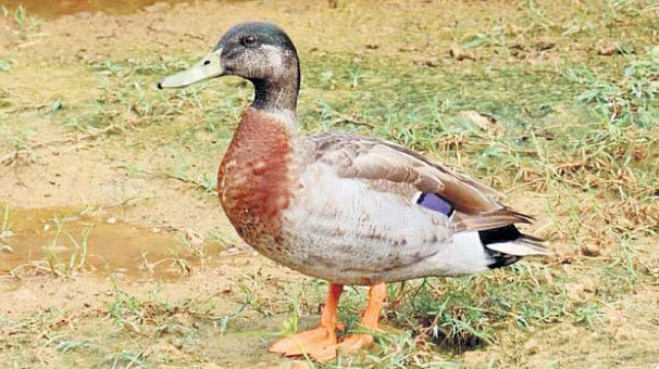 Dünyanın en yalnızı öldü