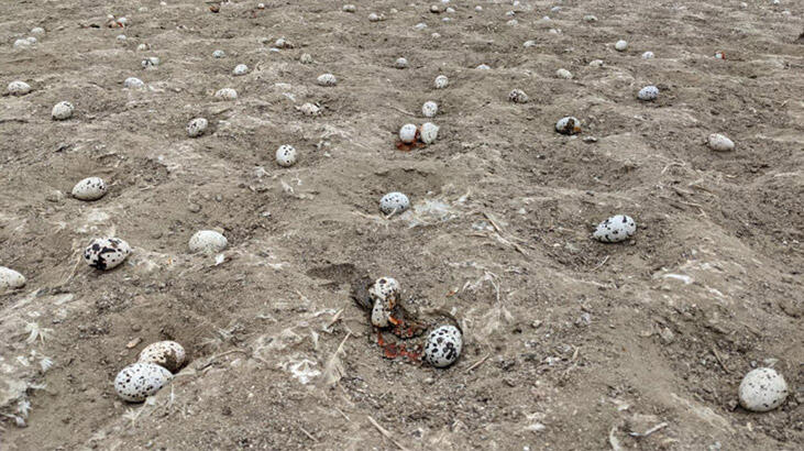 Düşen drone'dan korkan binlerce kuş, yumurtasını terk etti