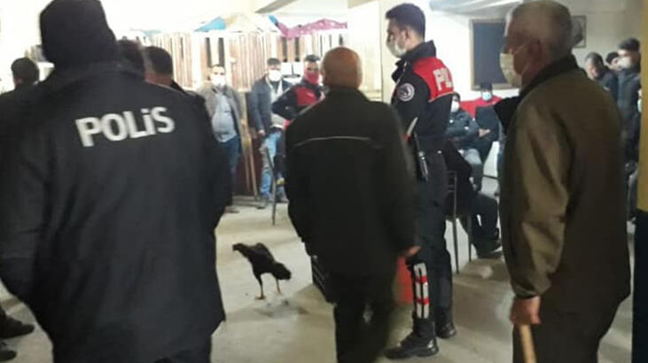 Elazığ'da horoz dövüştüren 24 kişiye baskın!