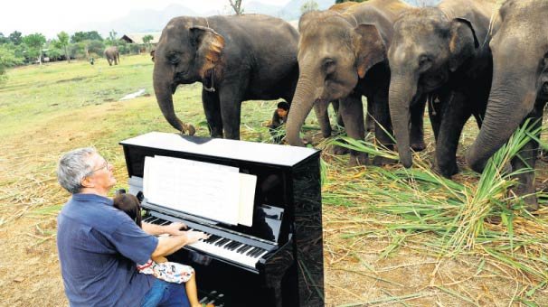 Emekli Fillere piyano terapisi
