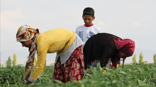 En fazla çocuk işçi tarım sektöründe
